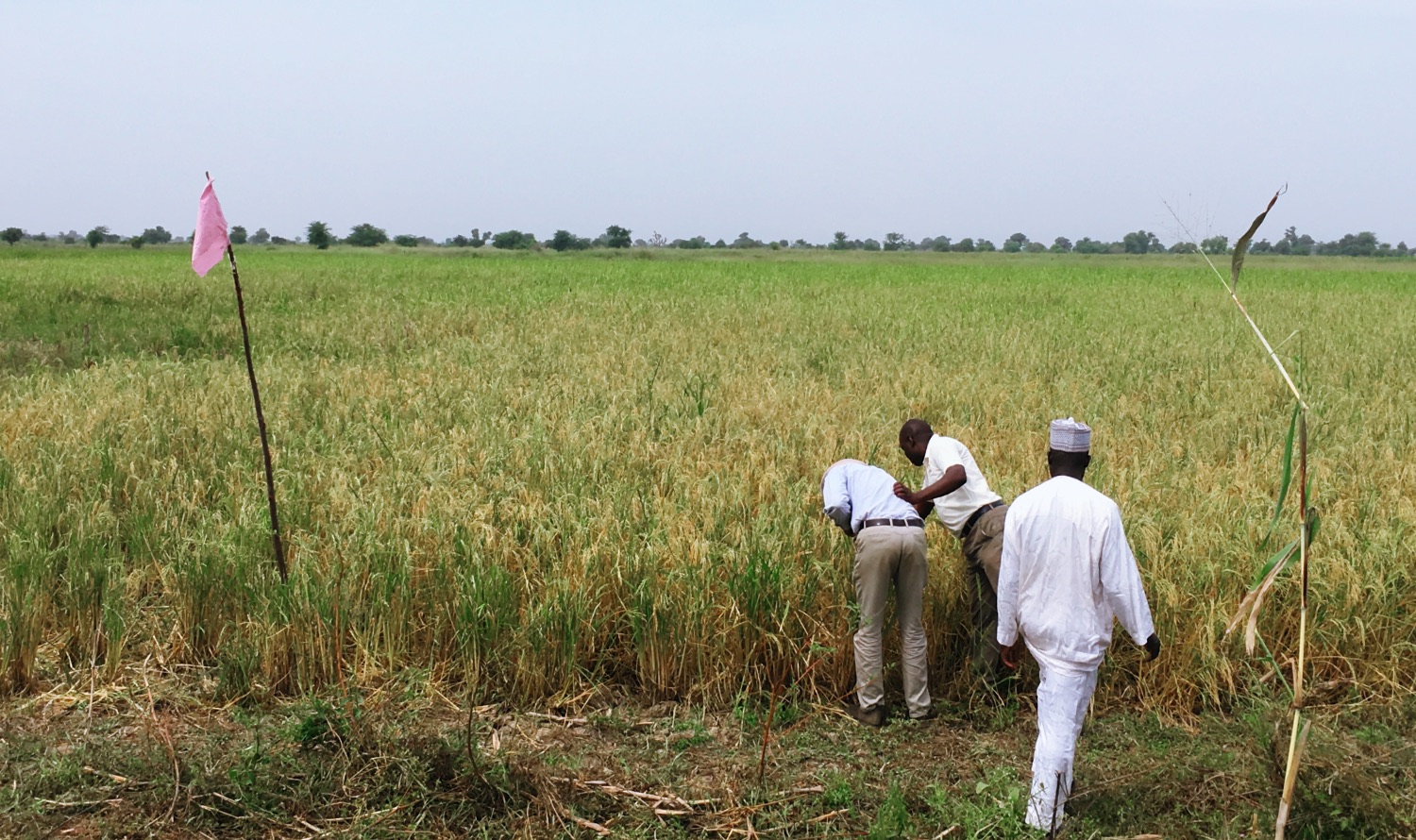 In-fiel rice crop review