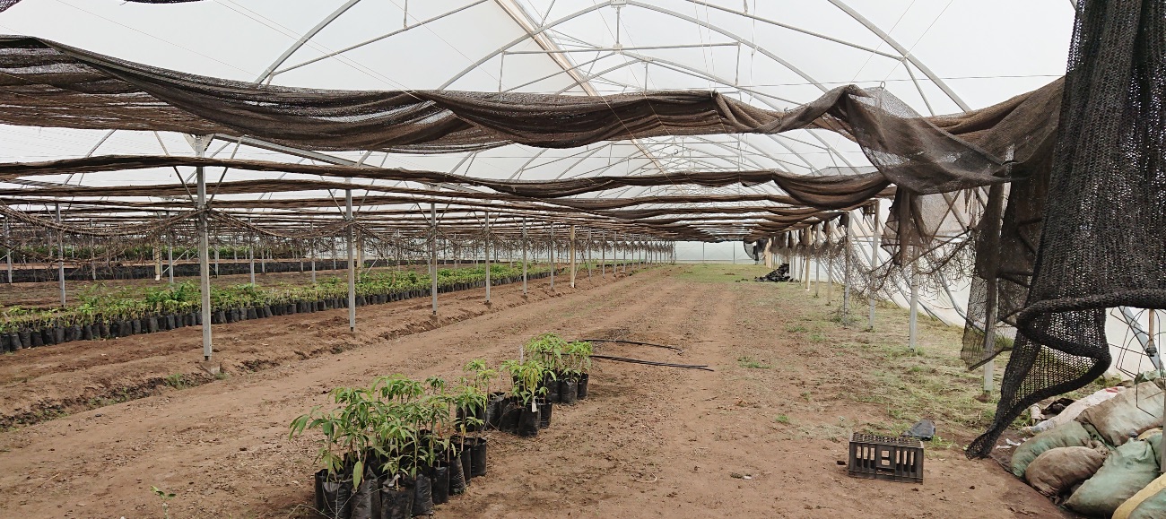 Inspection of greenhouse nursery