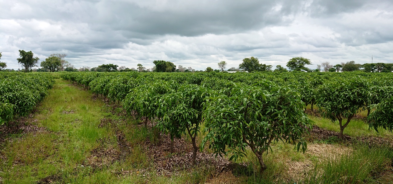 Mangoes orchard