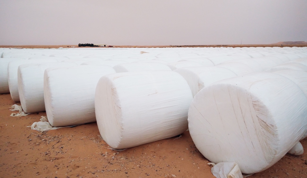 Wrapped corn silage using baled silage technology.