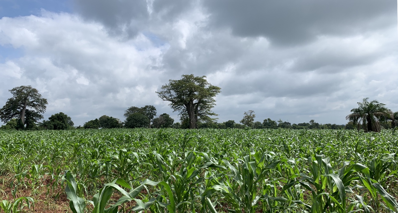 FGM International corn assessment in Ghana