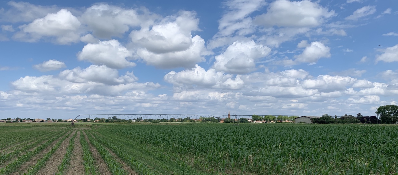 Assessment of irrigated organic corn field to be converted into an orchard