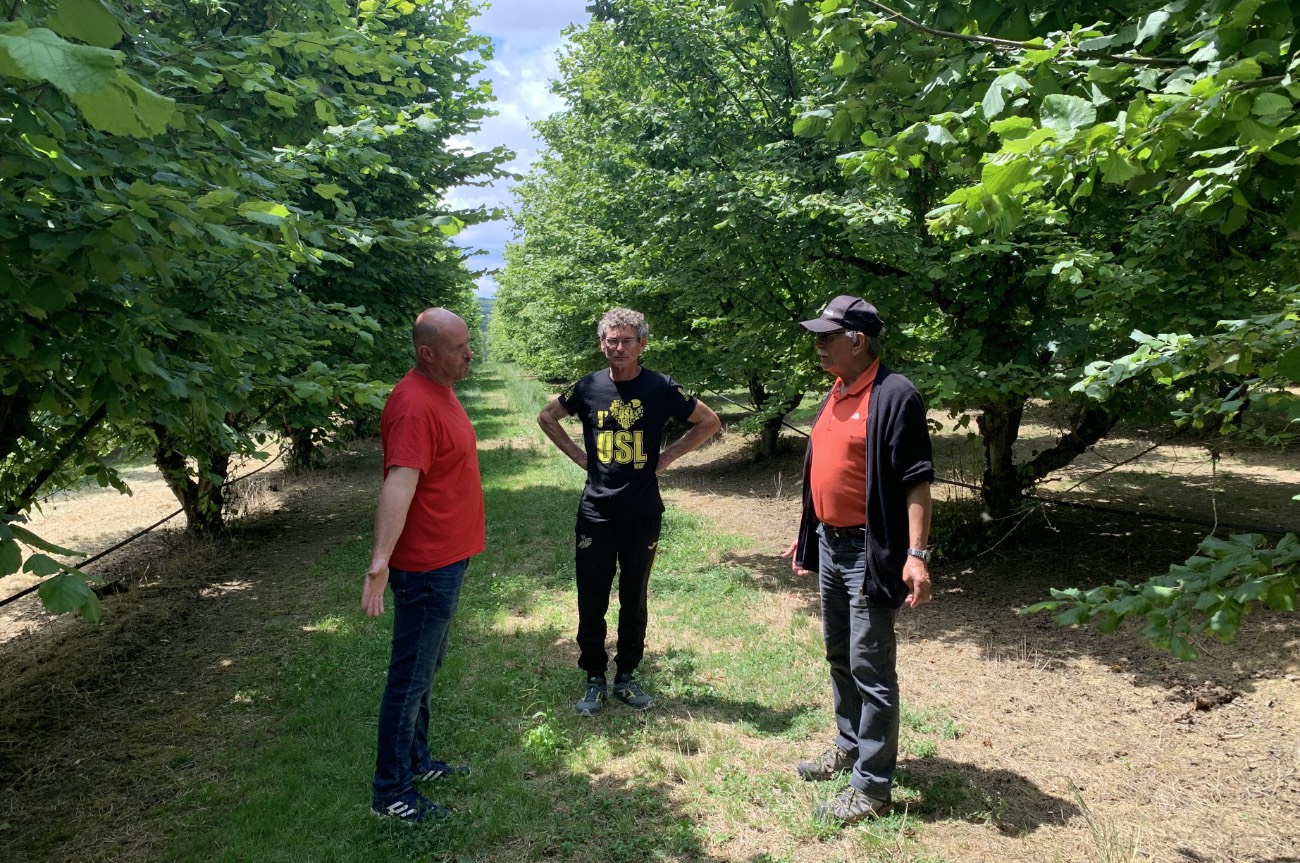 A visited organic hazelnut production project