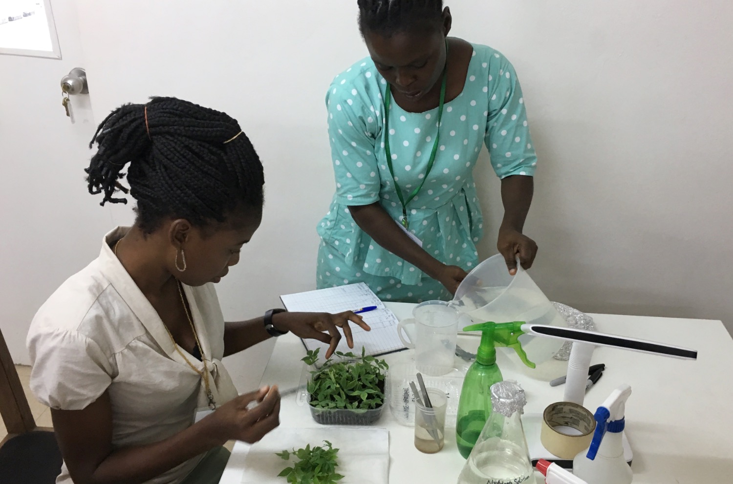 Assessment of cassava nursery