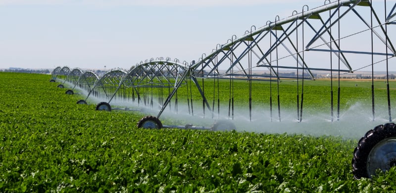 Pivot irrigated fields