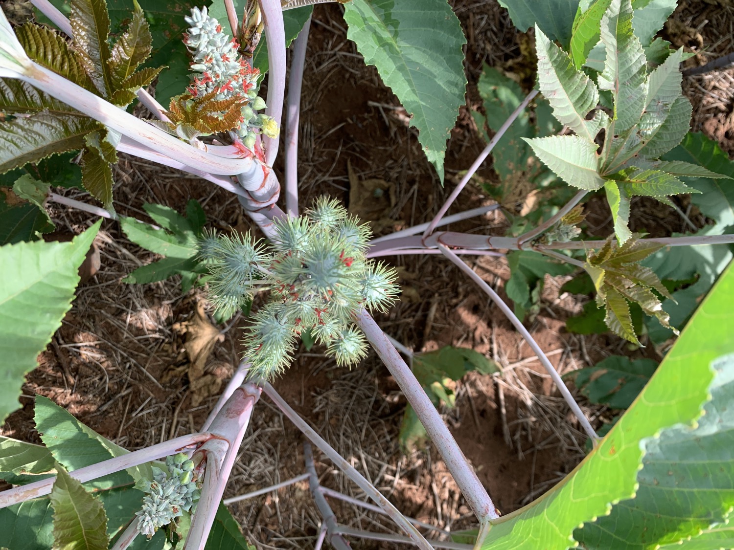 Castor bean flower