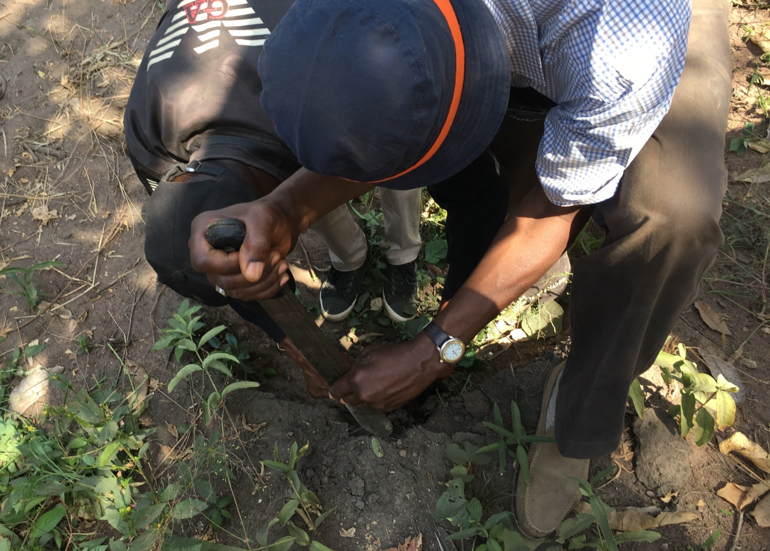 Assessment of soil potential for cassava production