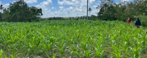 site assessment and Feasibility Study Corn production for feedstuff industry